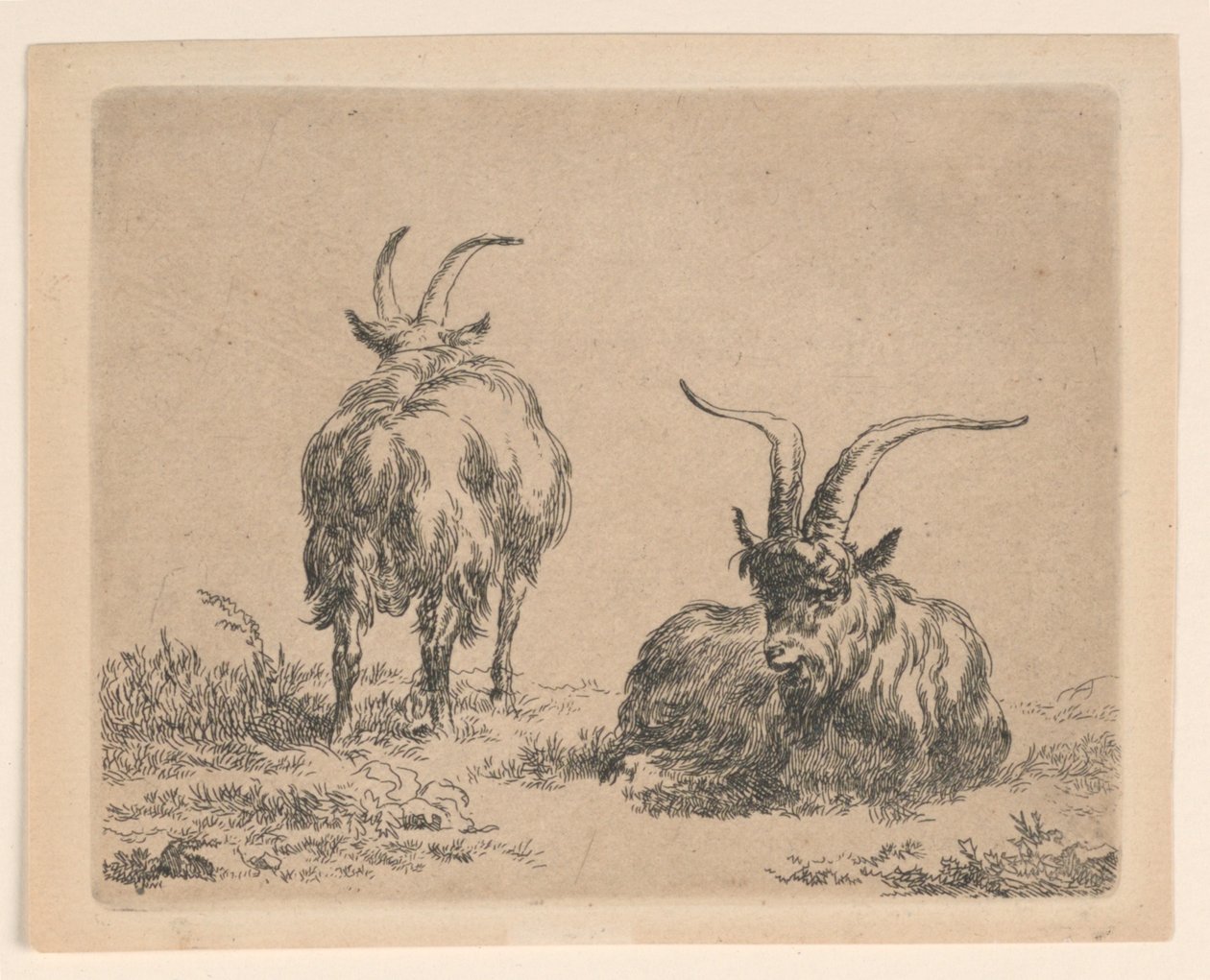 Zwei Ziegen von Nicolaes Berchem