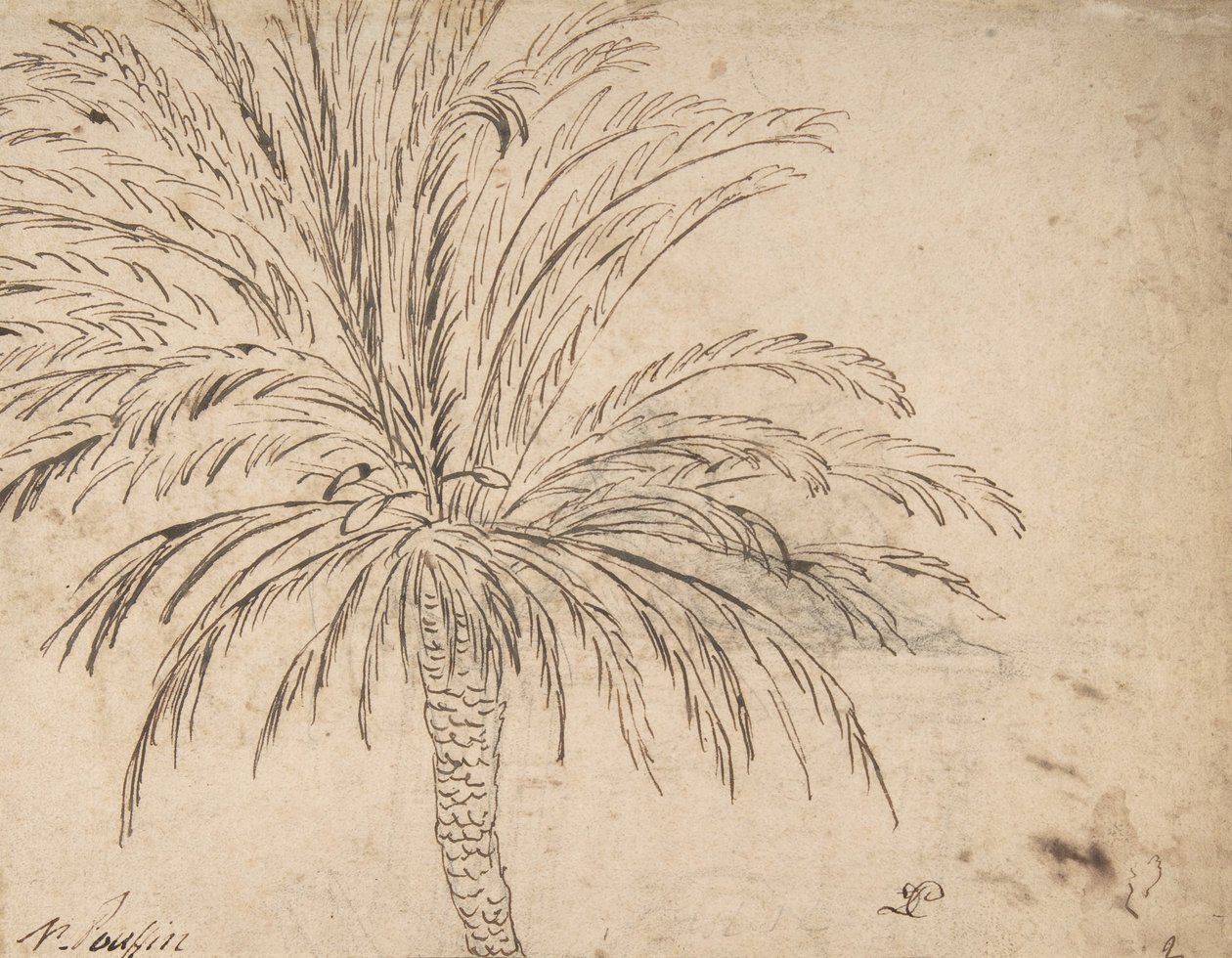 Studie einer Palme, ca. 1635-40 von Nicolas Poussin