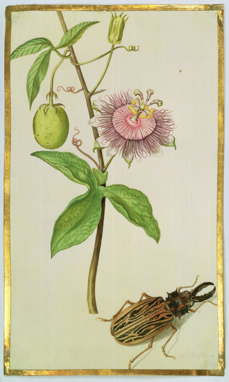 Exotische Pflanze und Käfer, ca. 1675 von Nicolas Robert