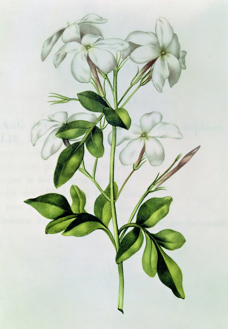 Fol.30 Jasmin, aus 