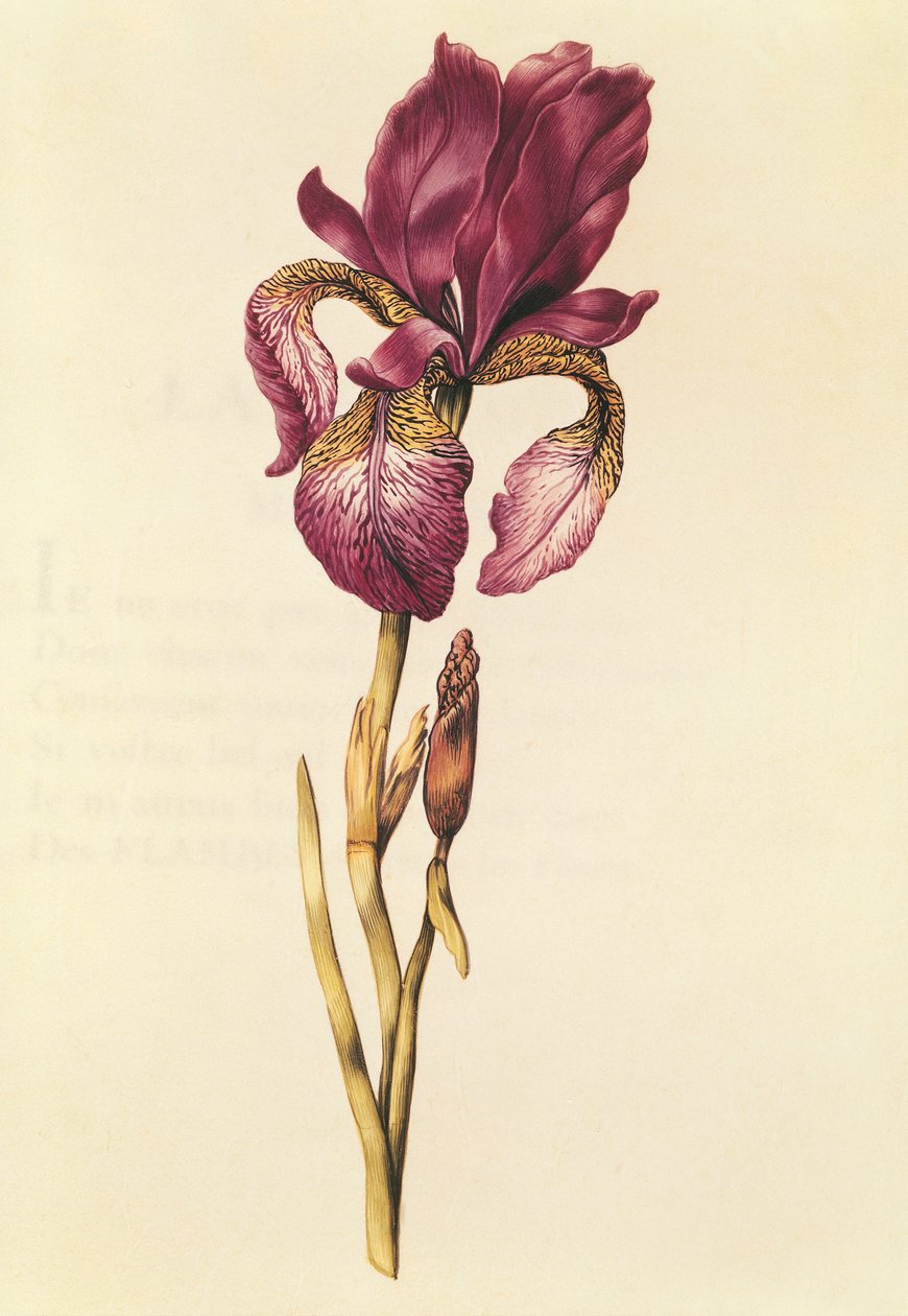Iris, aus 