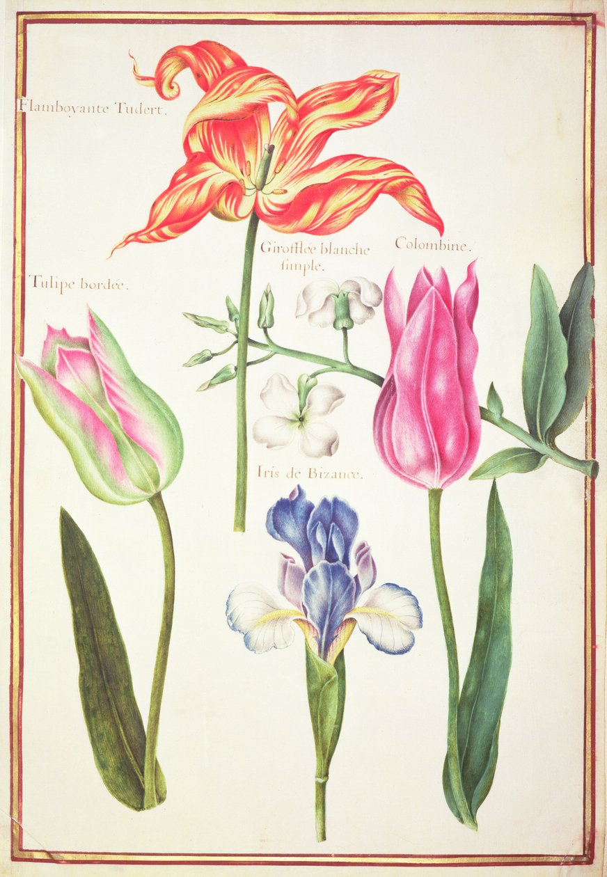 Blumenstudien: Tulpen und Blaue Iris von Nicolas Robert