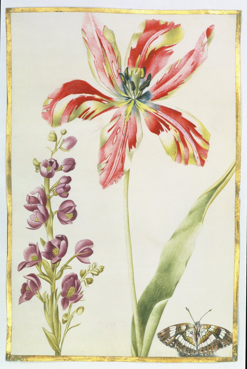 Tulpe, Levkojen und Schmetterling, ca. 1675 von Nicolas Robert