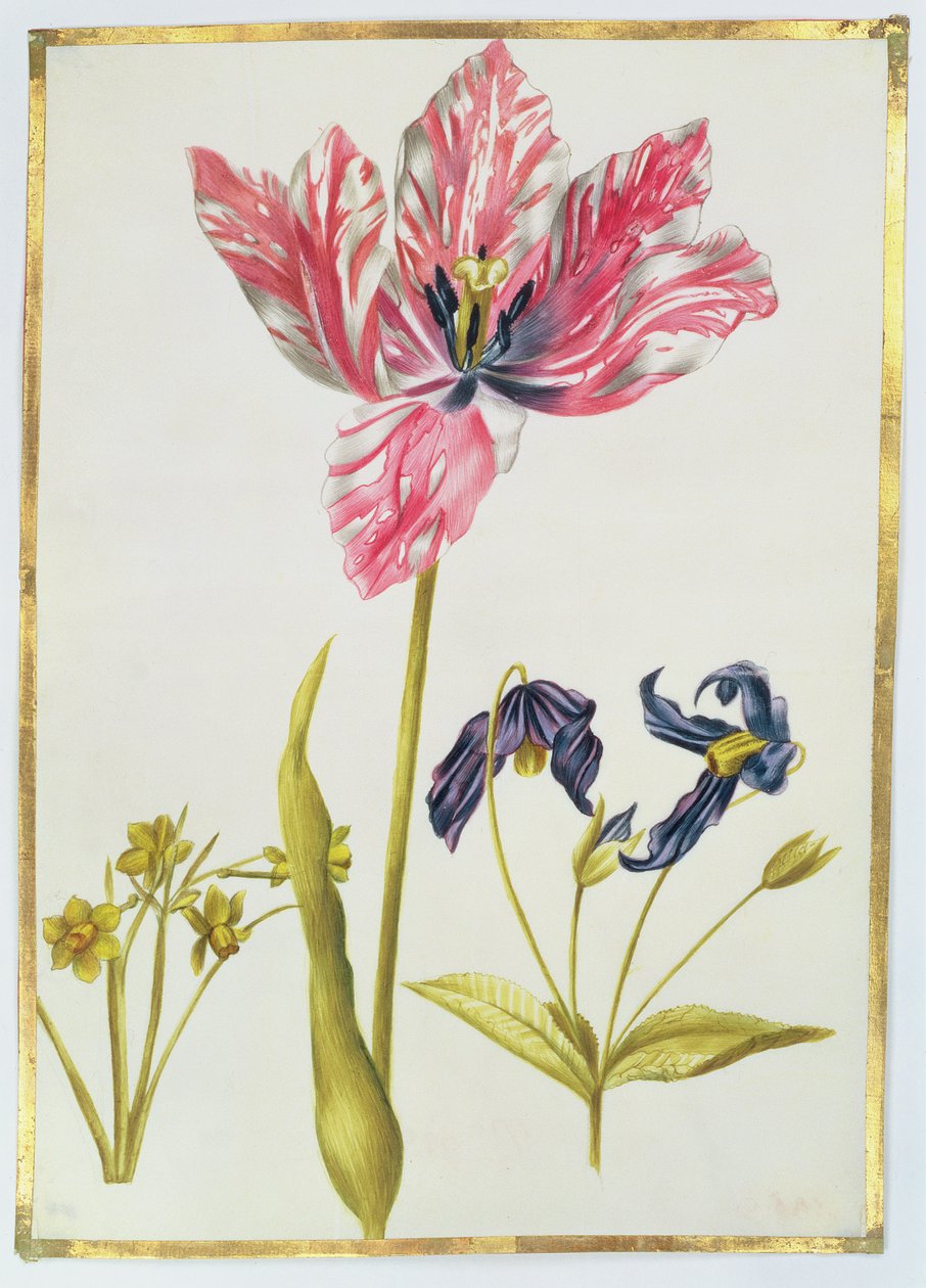 Tulpe und Narzisse, um 1675 von Nicolas Robert