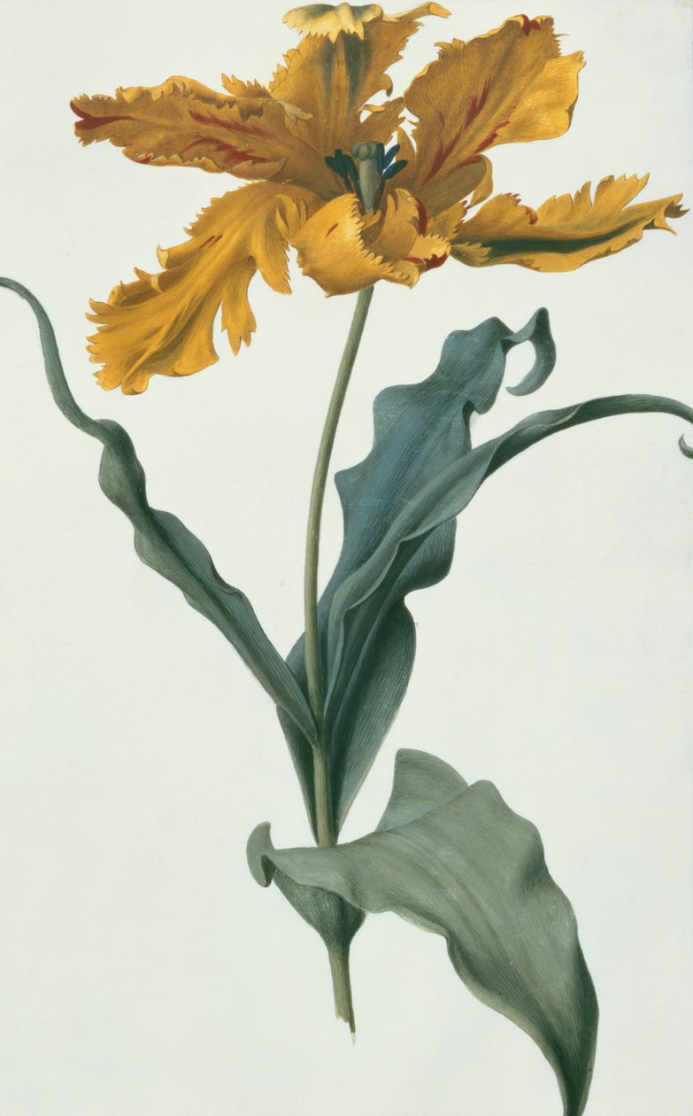 Tulpe, ca. 1675 von Nicolas Robert