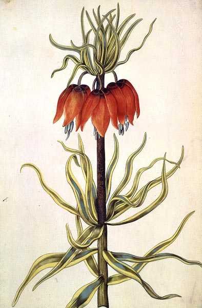 Fritilleria, ca. 1675 von Nicolas Robert