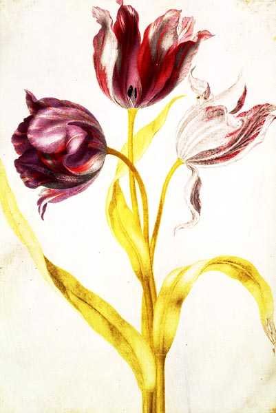 Tulpen, ca. 1675 von Nicolas Robert