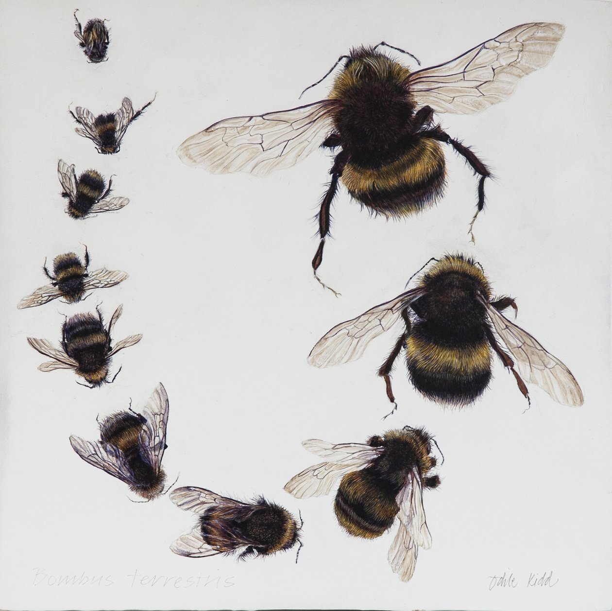 Bombus, 2015 von Odile Kidd