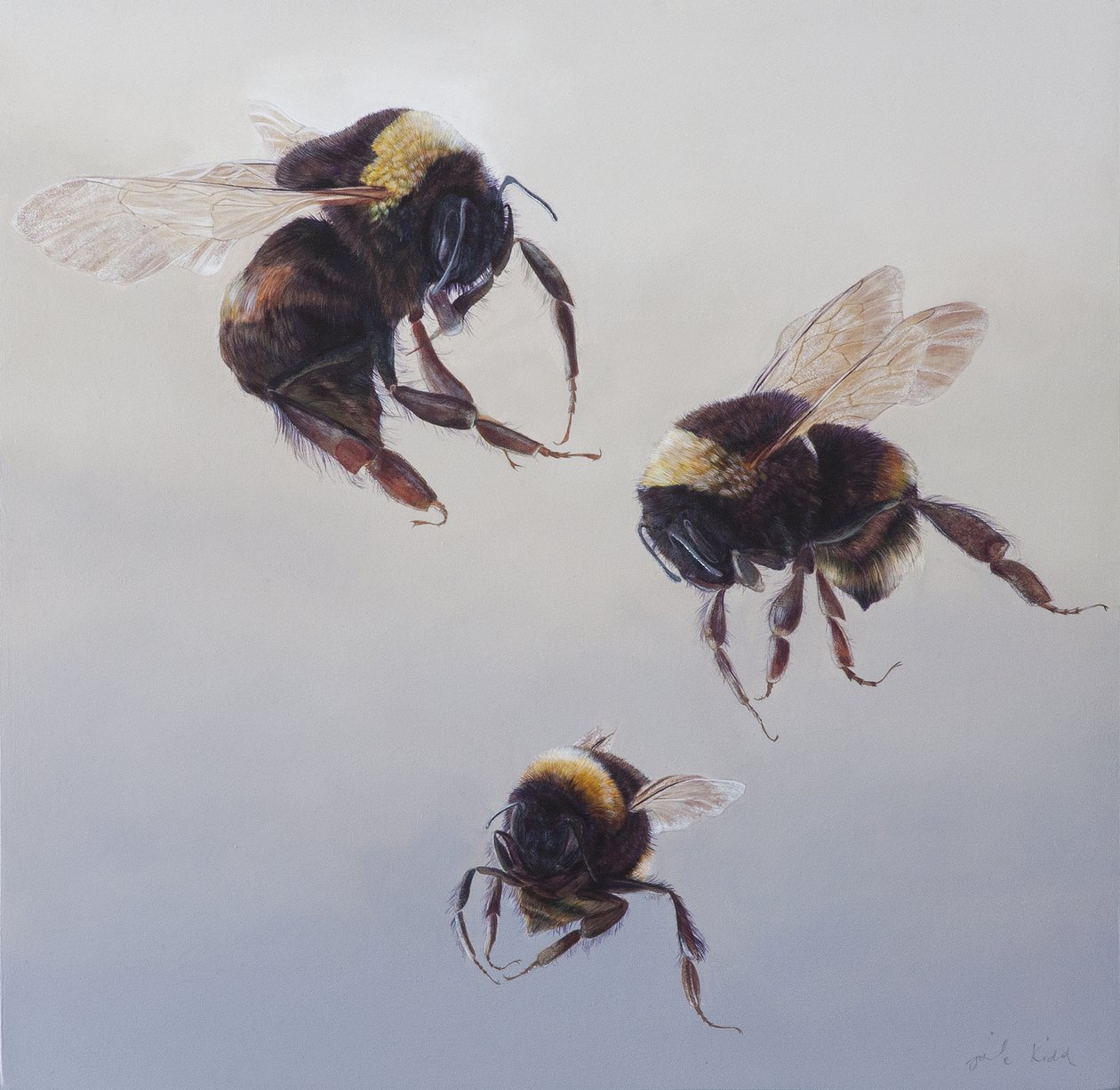 Bombus Flug 1, 2011 von Odile Kidd