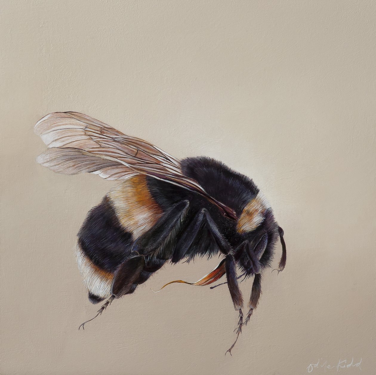 Bombus terrestris 8 von Odile Kidd