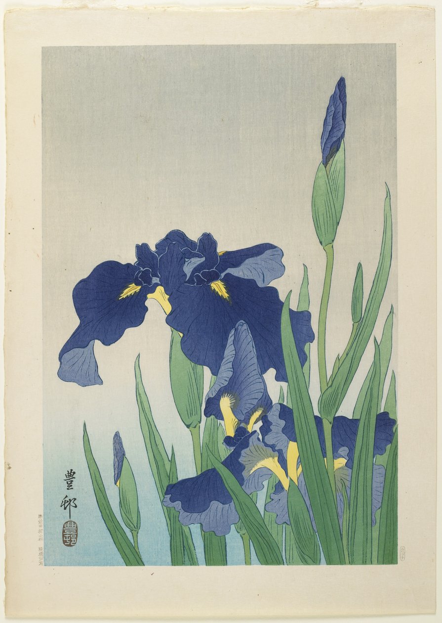 Iris, Mitte des 20. Jahrhunderts von Ohara Koson