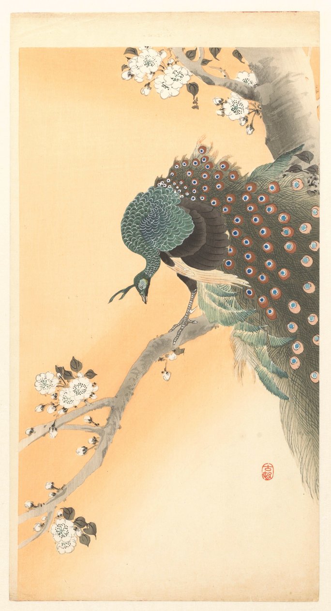 Pfau im Kirschbaum von Ohara Koson
