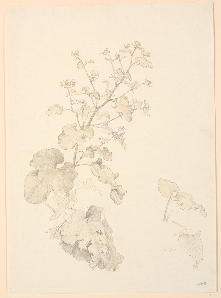 Ampferpflanzen von P.C. Skovgaard
