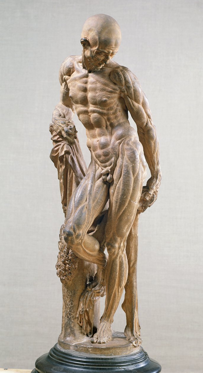 Muskelmann, 1569 von Paludanus