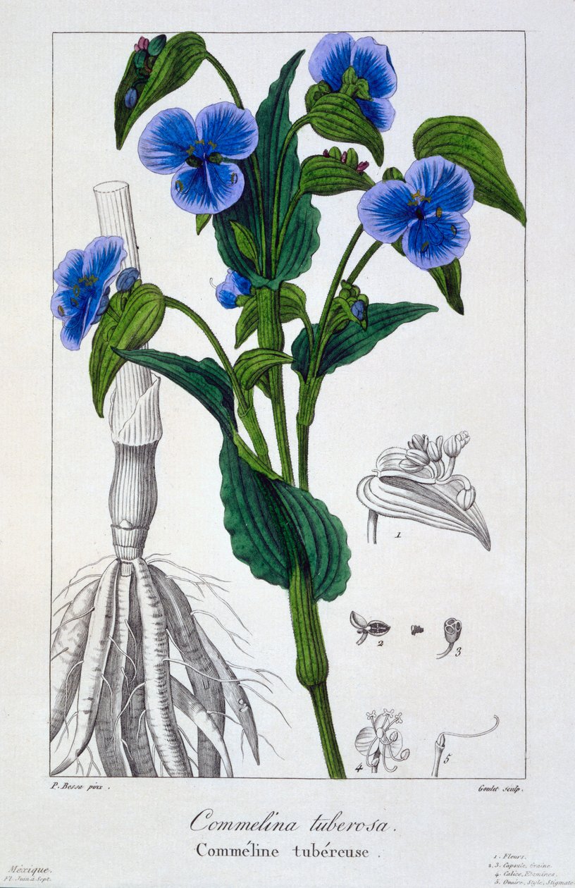 Commelina tuberosa von Panacre Bessa