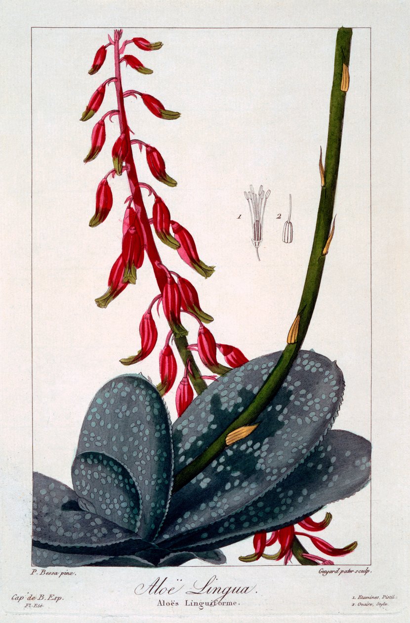 Aloe lingua, 1836 (handkolorierter Stich) von Pancrace Bessa