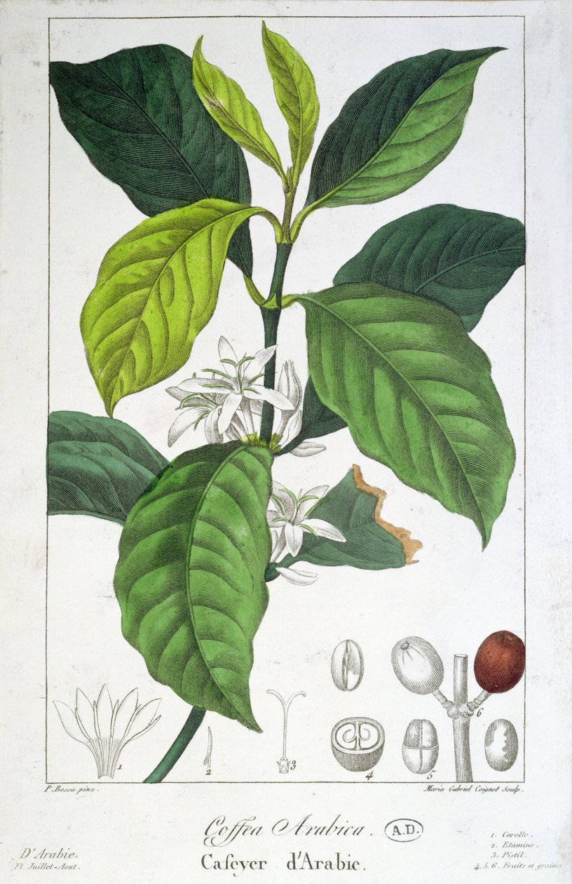 Coffea Arabica (Kaffee) graviert von Maria Gabriel Cogniet von Pancrace Bessa