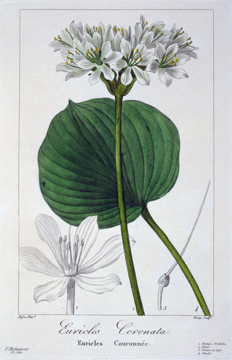 Euricles coronata, 1836 (handkolorierte Gravur) von Pancrace Bessa