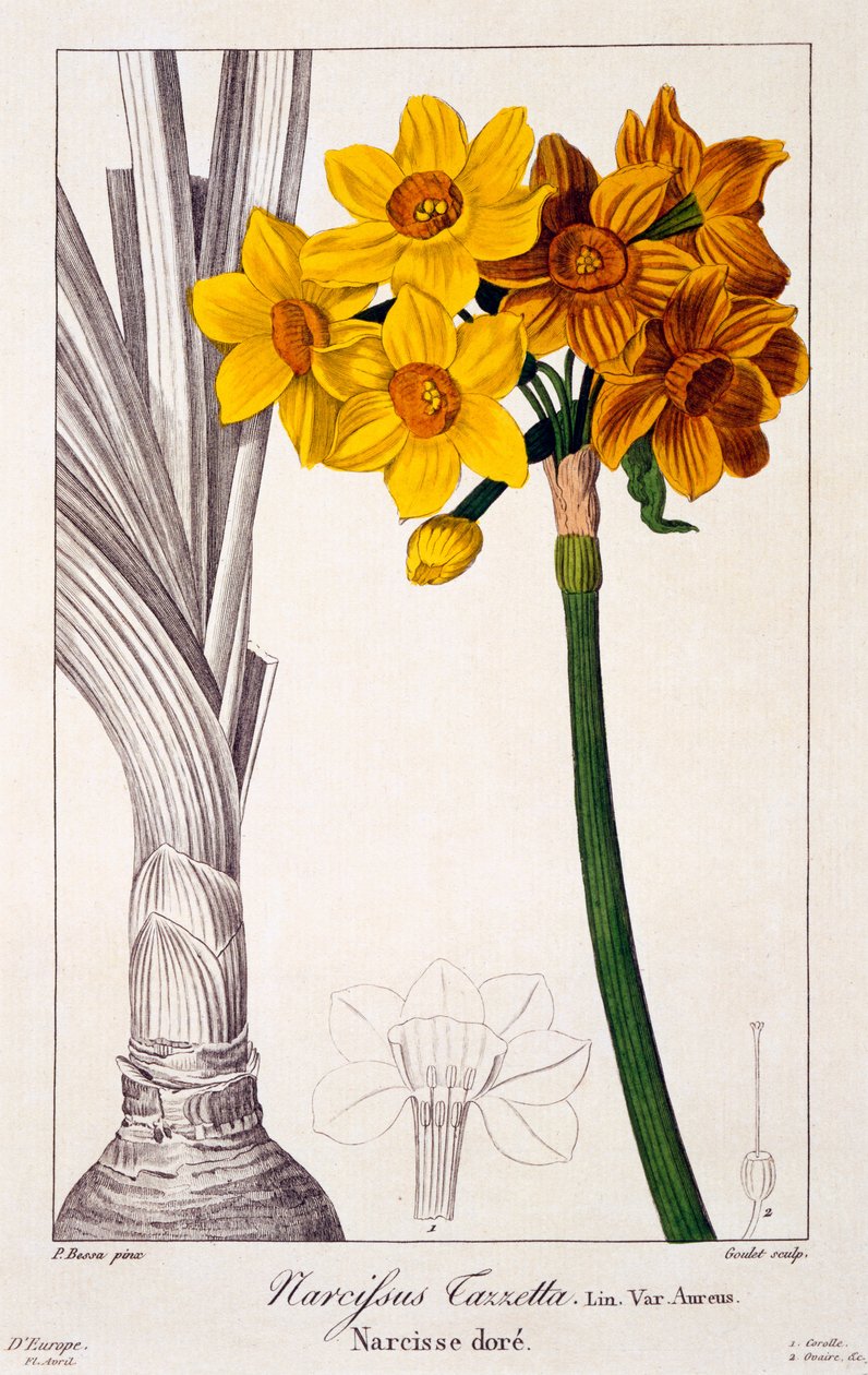 Narcissus tazetta, 1836 (handkolorierte Gravur) von Pancrace Bessa