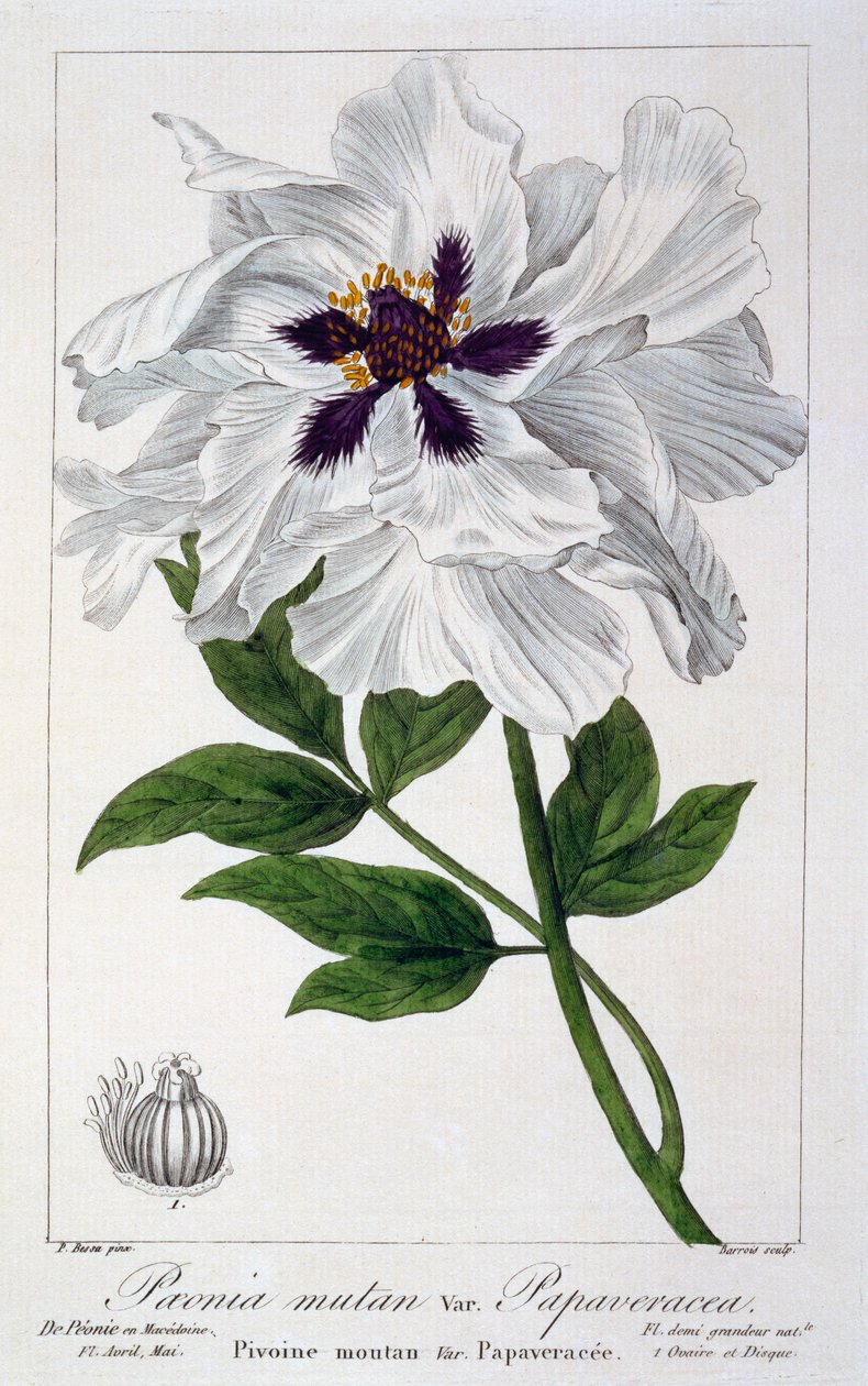 Paeonia suffruticosa, 1836 (handkolorierter Stich) von Pancrace Bessa