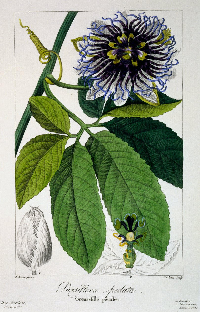 Passiflora pedata, oder Passionsblume, 1836 von Pancrace Bessa