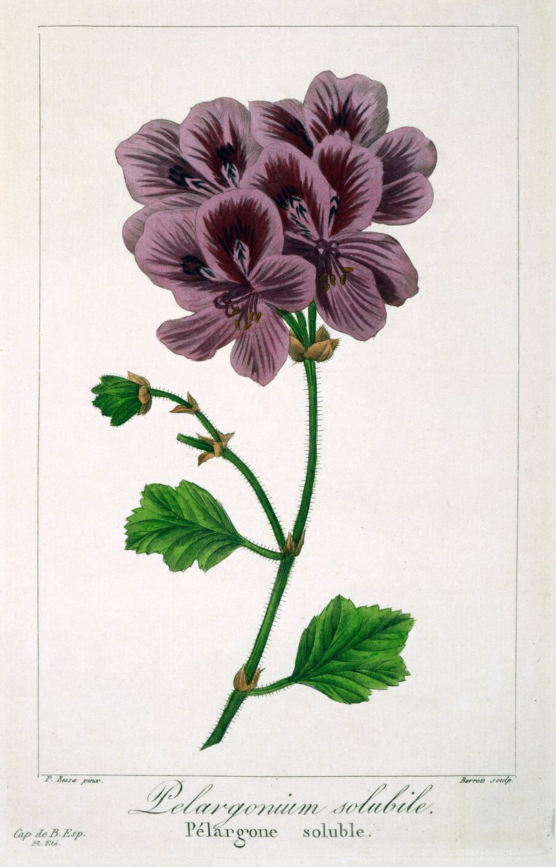 Pelargonie, 1836 von Pancrace Bessa