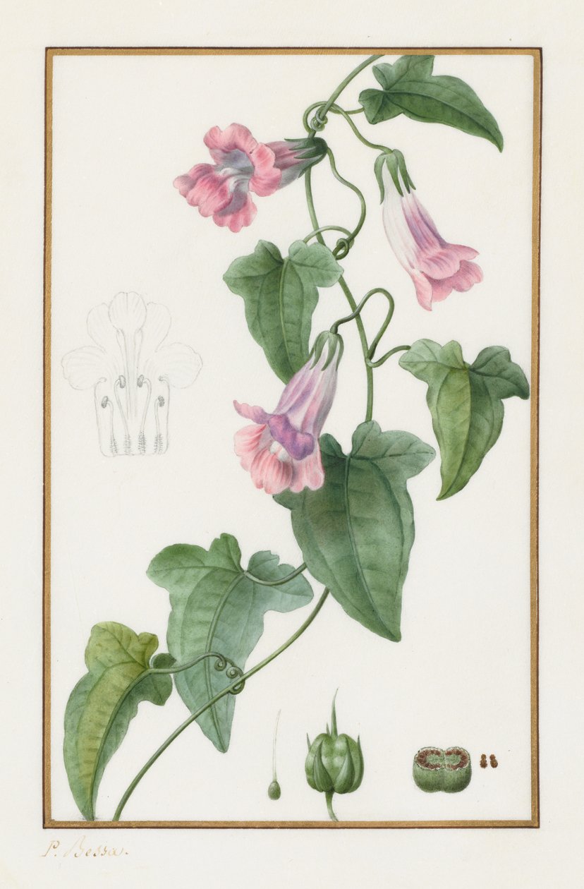(Botanisch: Maurándia semperflorens) von Pancrace Bessa