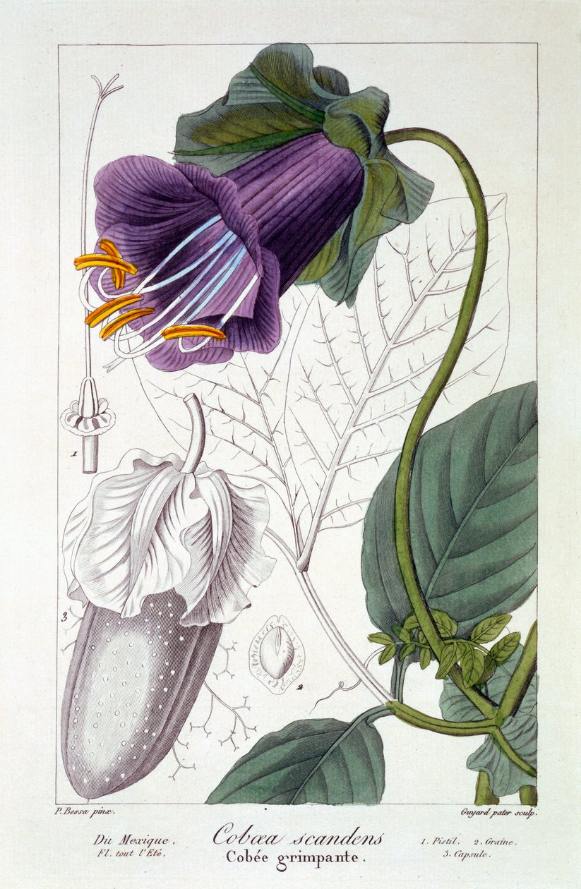 Cobaea scandens, 1836 von Pancrace Bessa