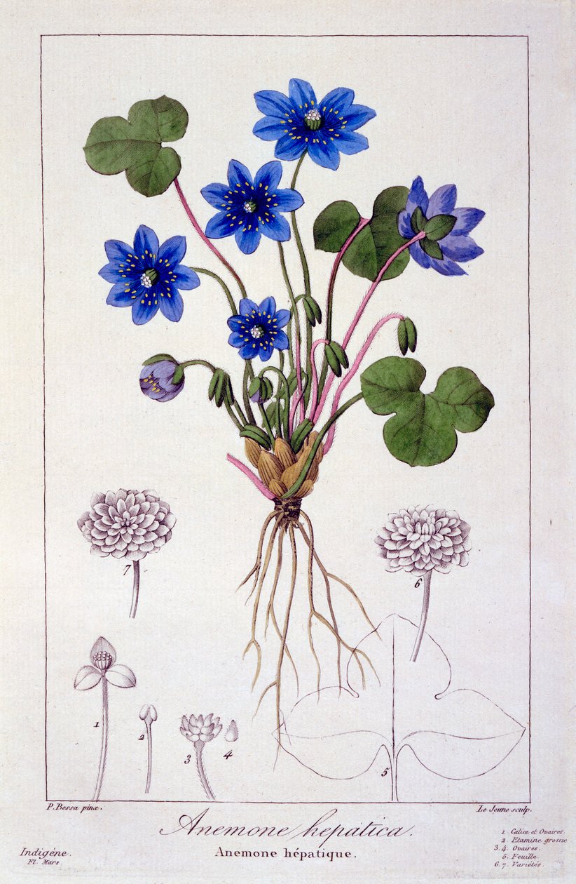 Hepatica nobilis, 1836 von Pancrace Bessa