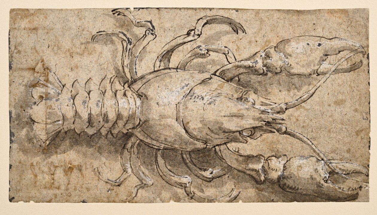Krebs (recto) von Parmigianino