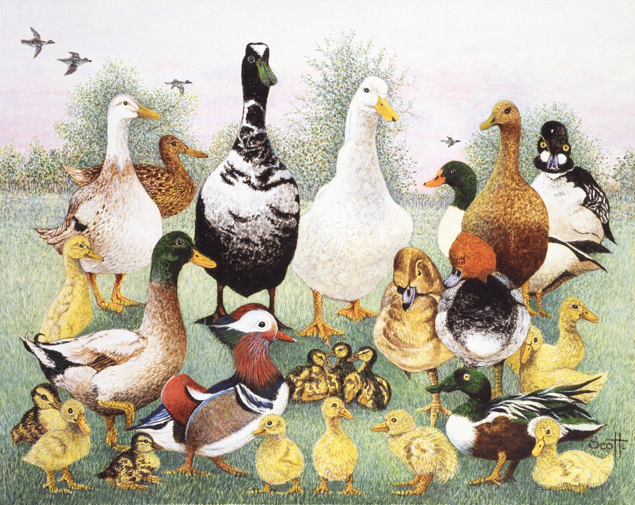 Hallo Enten von Pat Scott