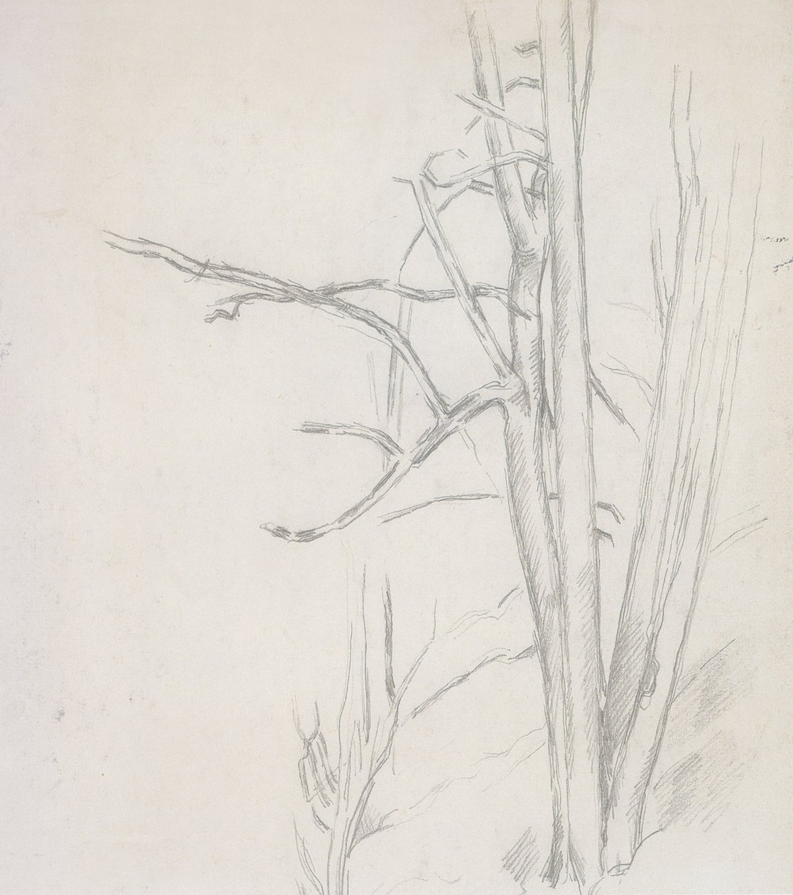Baumstudie von Paul Cézanne