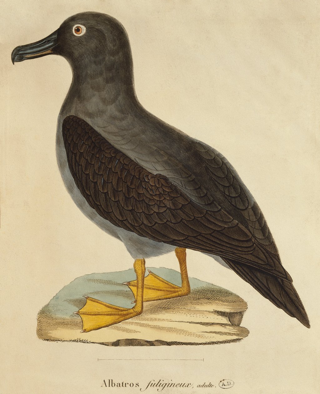 Rußalbatros von Paul Louis Oudart