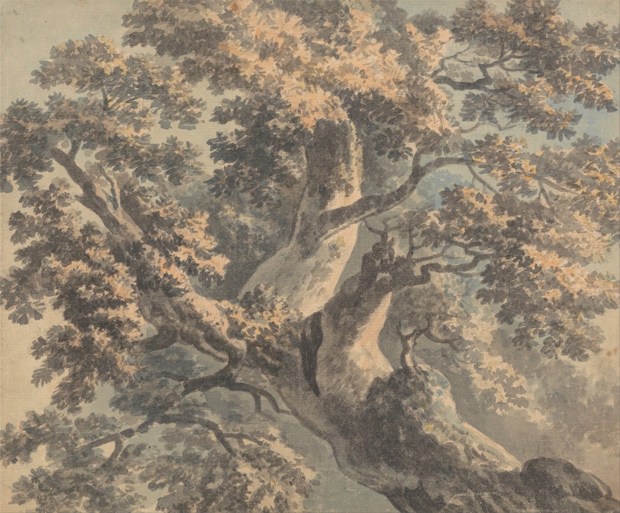 Studie eines Baumes von Paul Sandby
