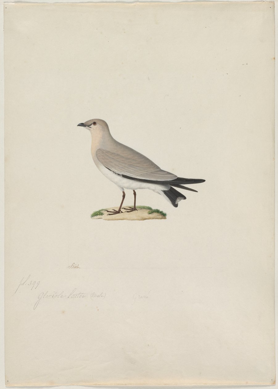 Kleine Pratincole Glareola lactea von Paul Huet