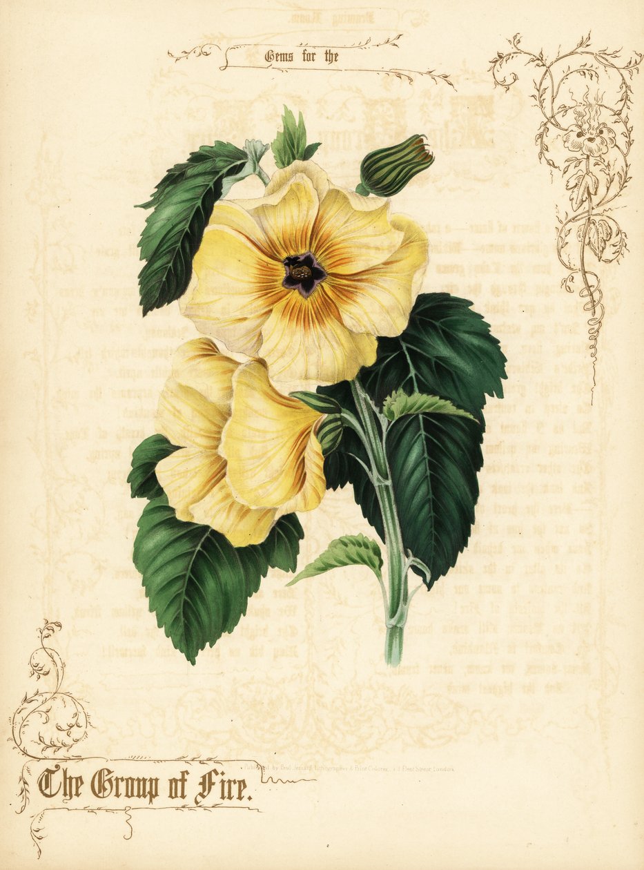 Gelbe Hibiskusblüten und Laub von Paul Jerrard