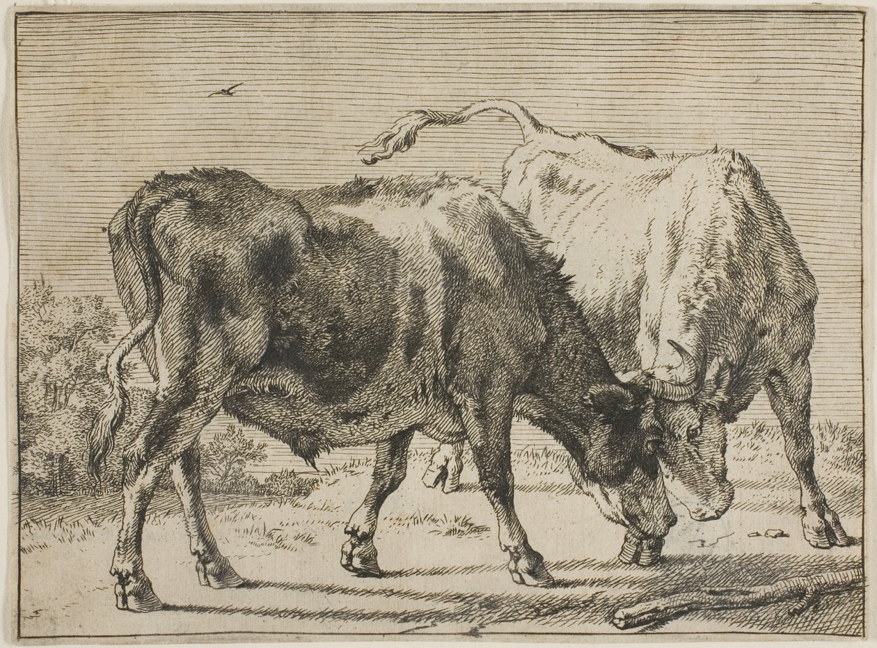 Zwei kämpfende Stiere von Paulus Potter