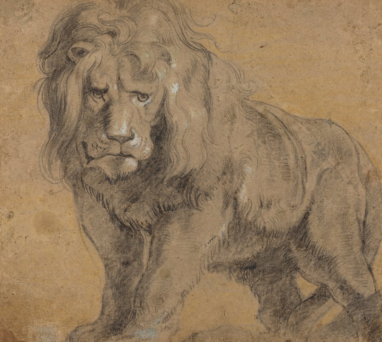 Löwe von Peter Paul Rubens