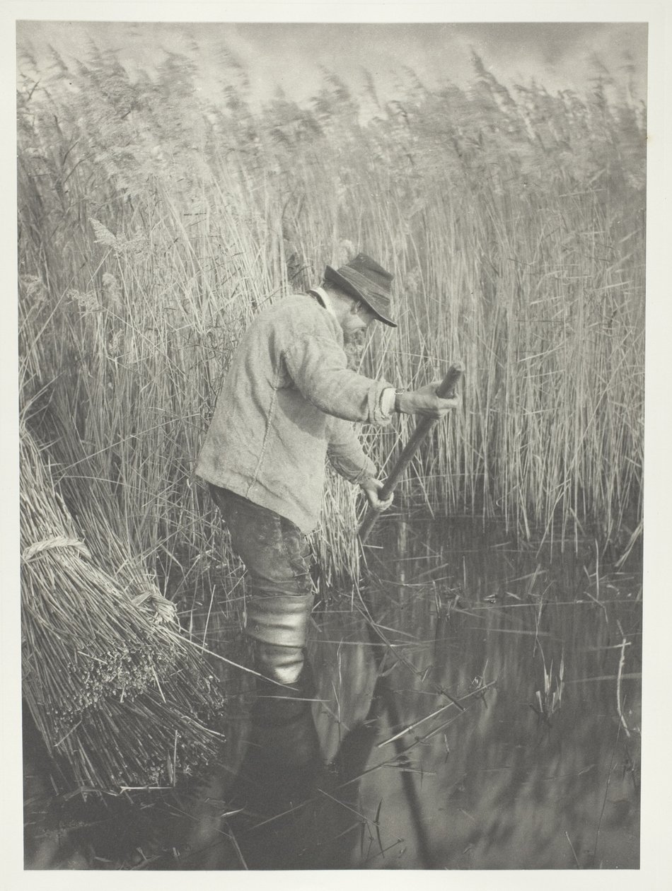 Ein Schilfschneider bei der Arbeit von Peter Henry Emerson