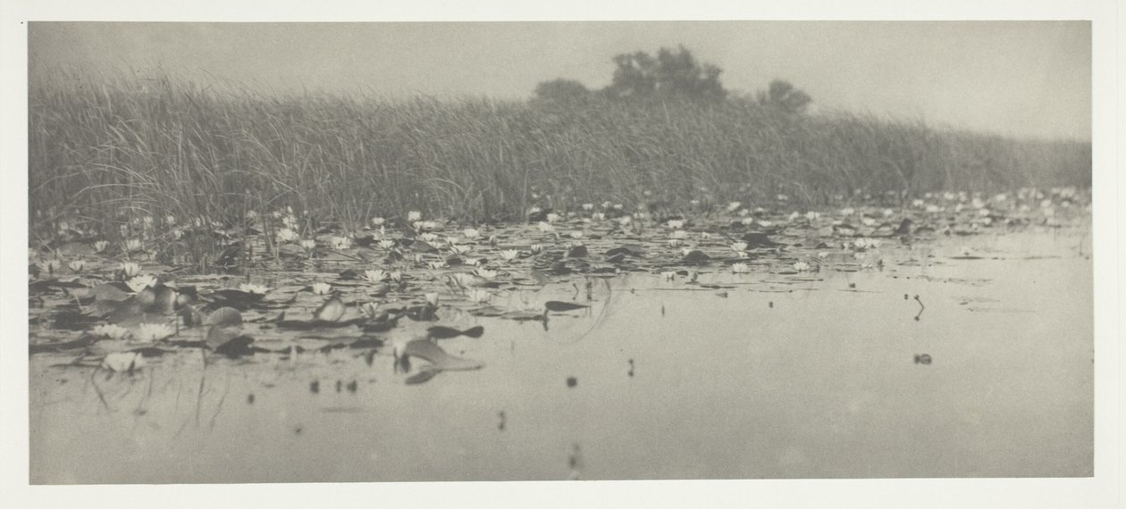 Seerosen von Peter Henry Emerson