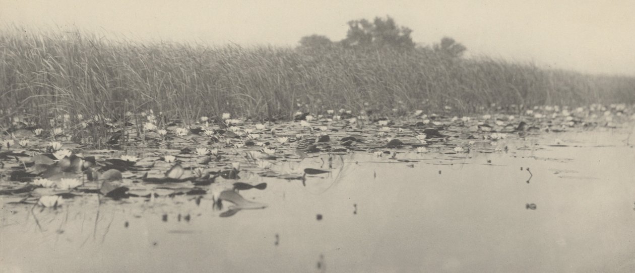 Seerosen von Peter Henry Emerson and T.F. Goodall