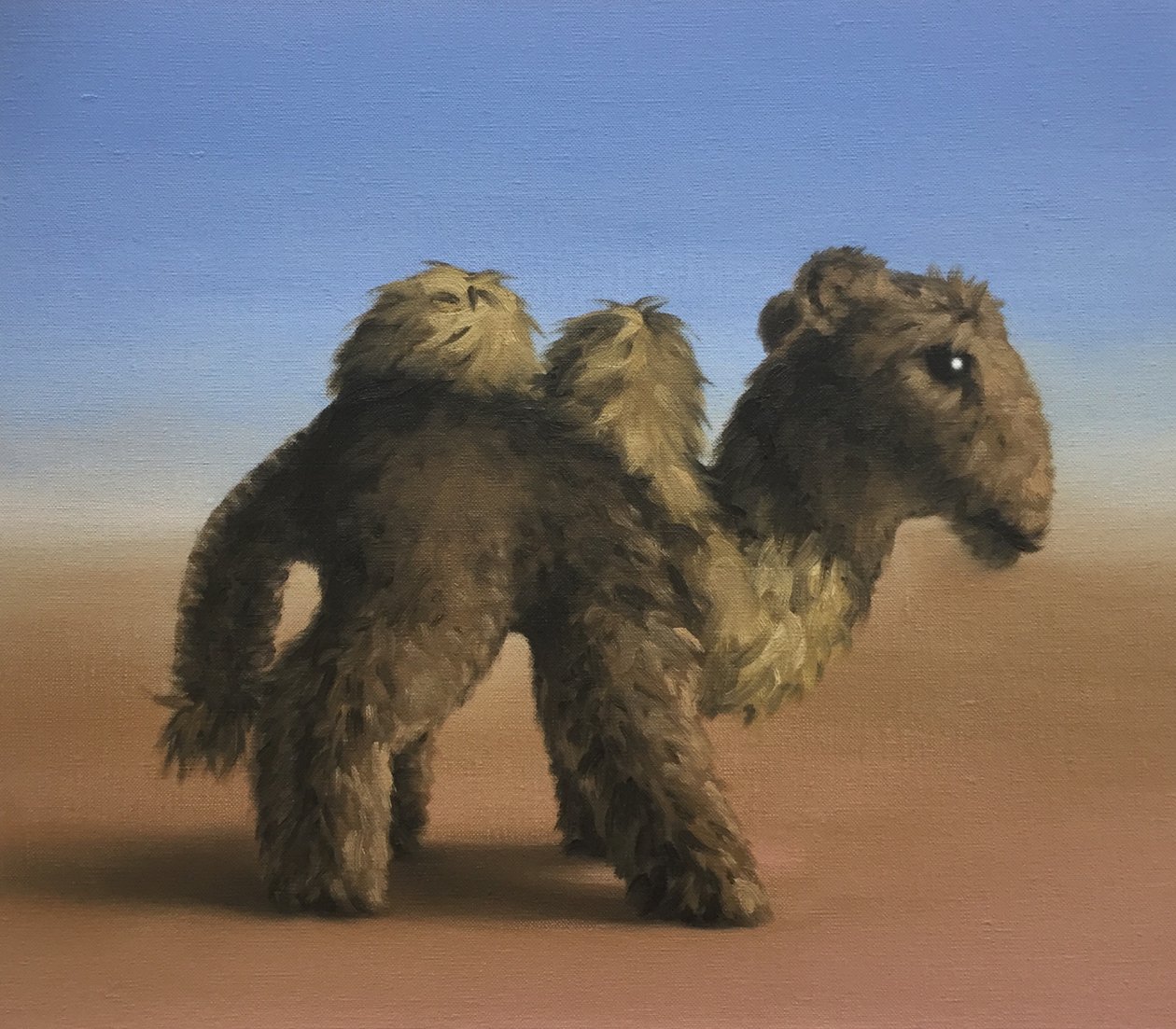 Kamel, 2017 von Peter Jones