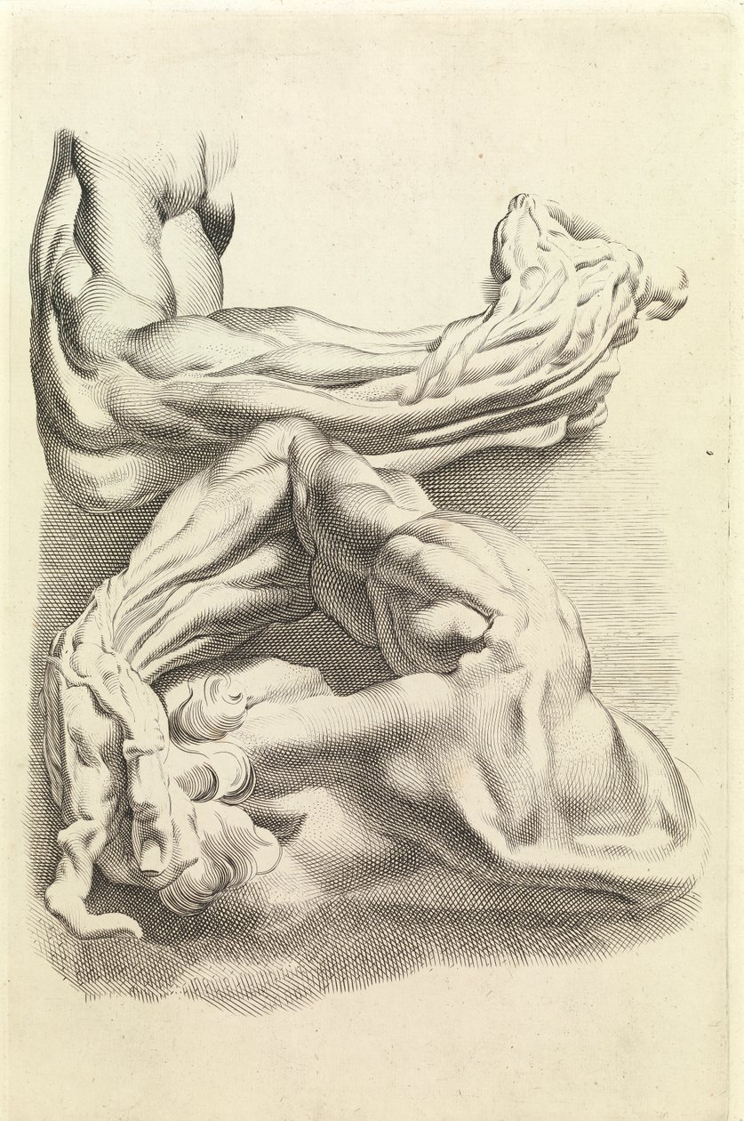 Muskeln von Peter Paul Rubens