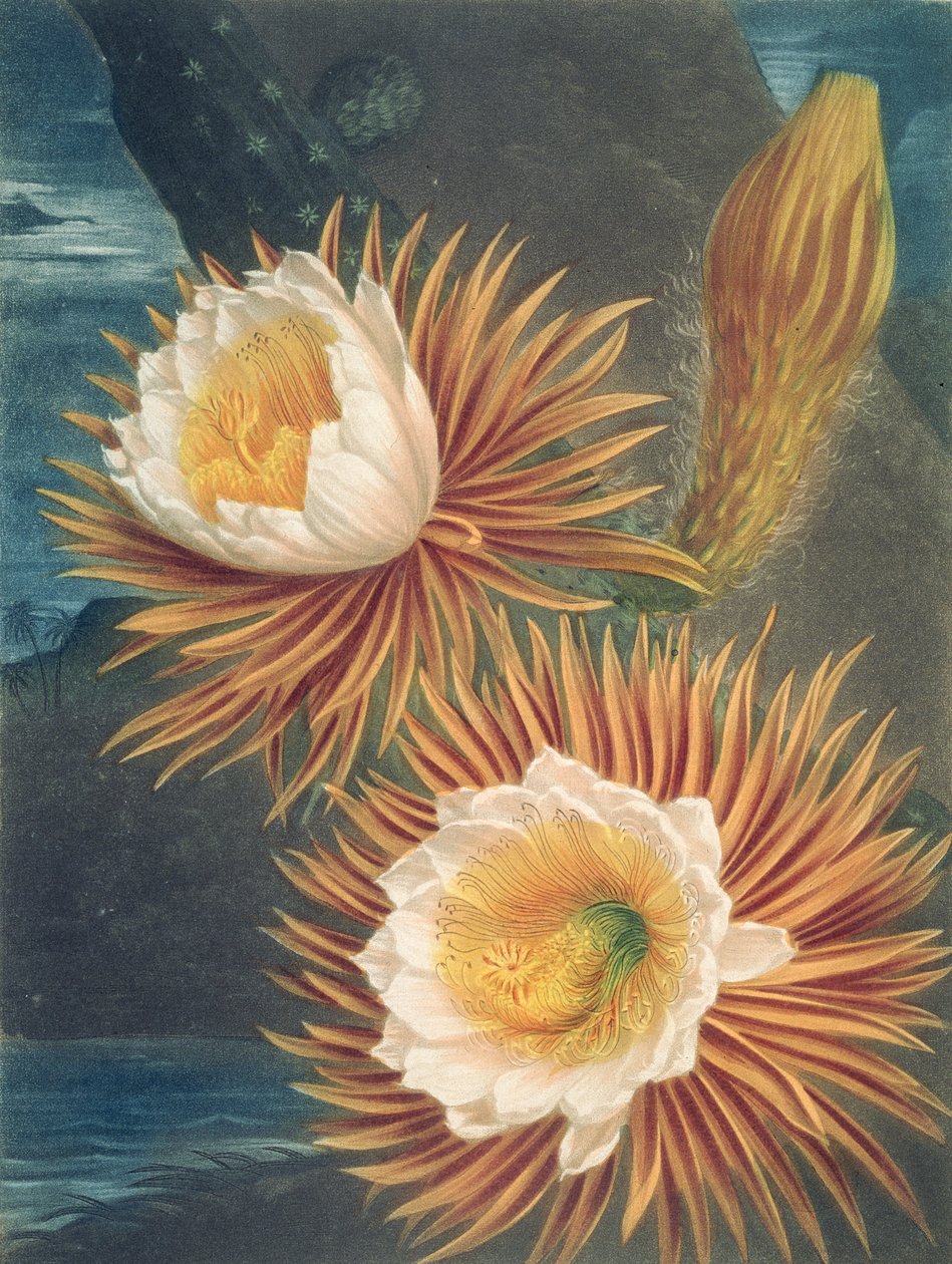 Die Nachtblühende Cereus, aus Der Tempel der Flora von Robert Thornton, veröffentlicht 1812 von Philip after Reinagle