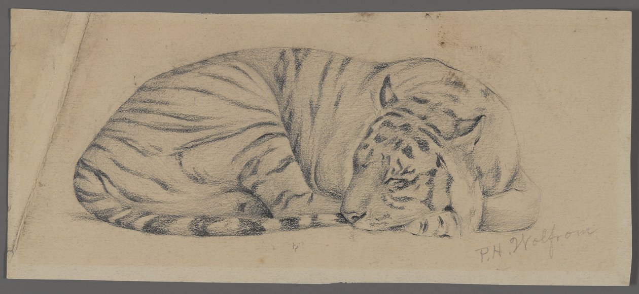 Schlafender Tiger von Philip H. Wolfrom