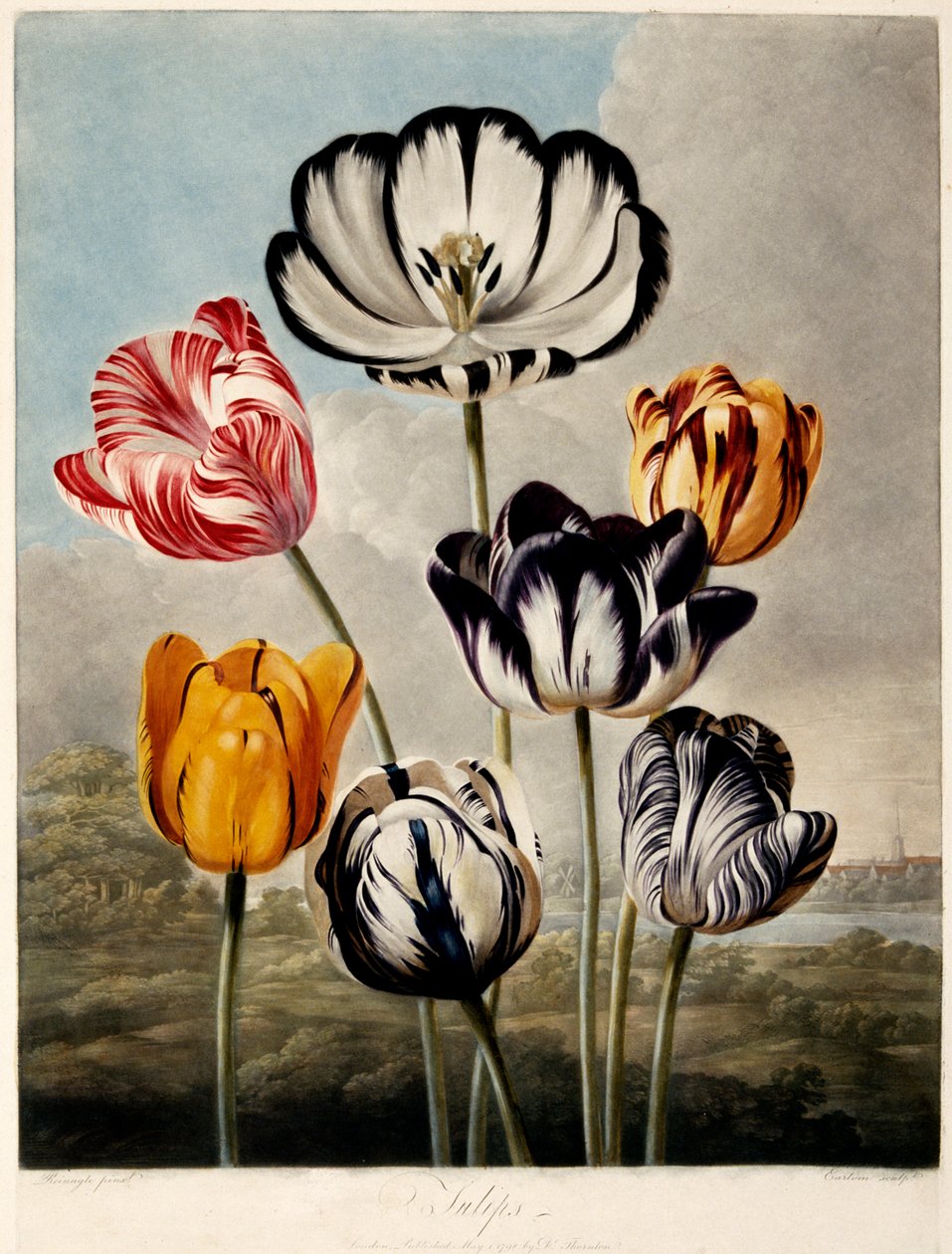 Tulpen, 1798 von Philip Reinagle