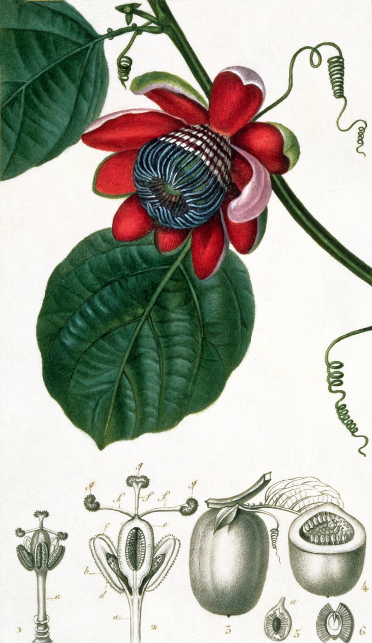 Eine Passionsblume aus Lecons de Flore von Pierre Jean Francois Turpin