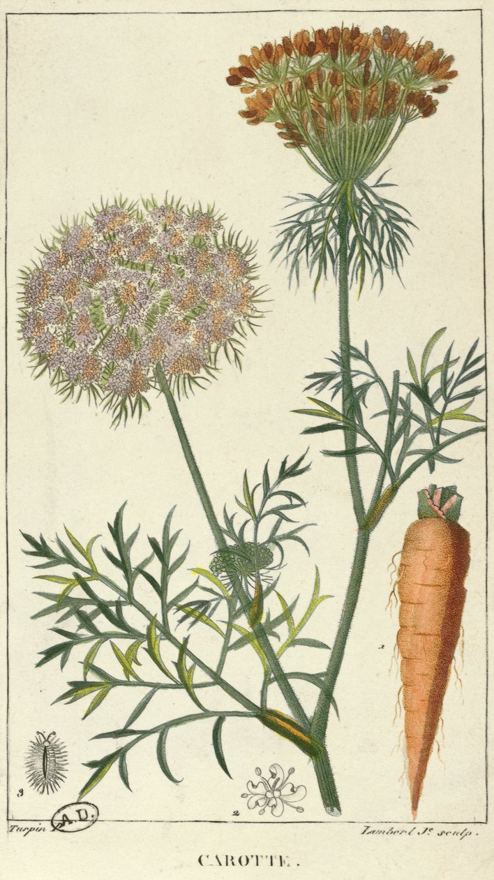 Die Karotte, graviert von Lambert von Pierre Jean Francois Turpin