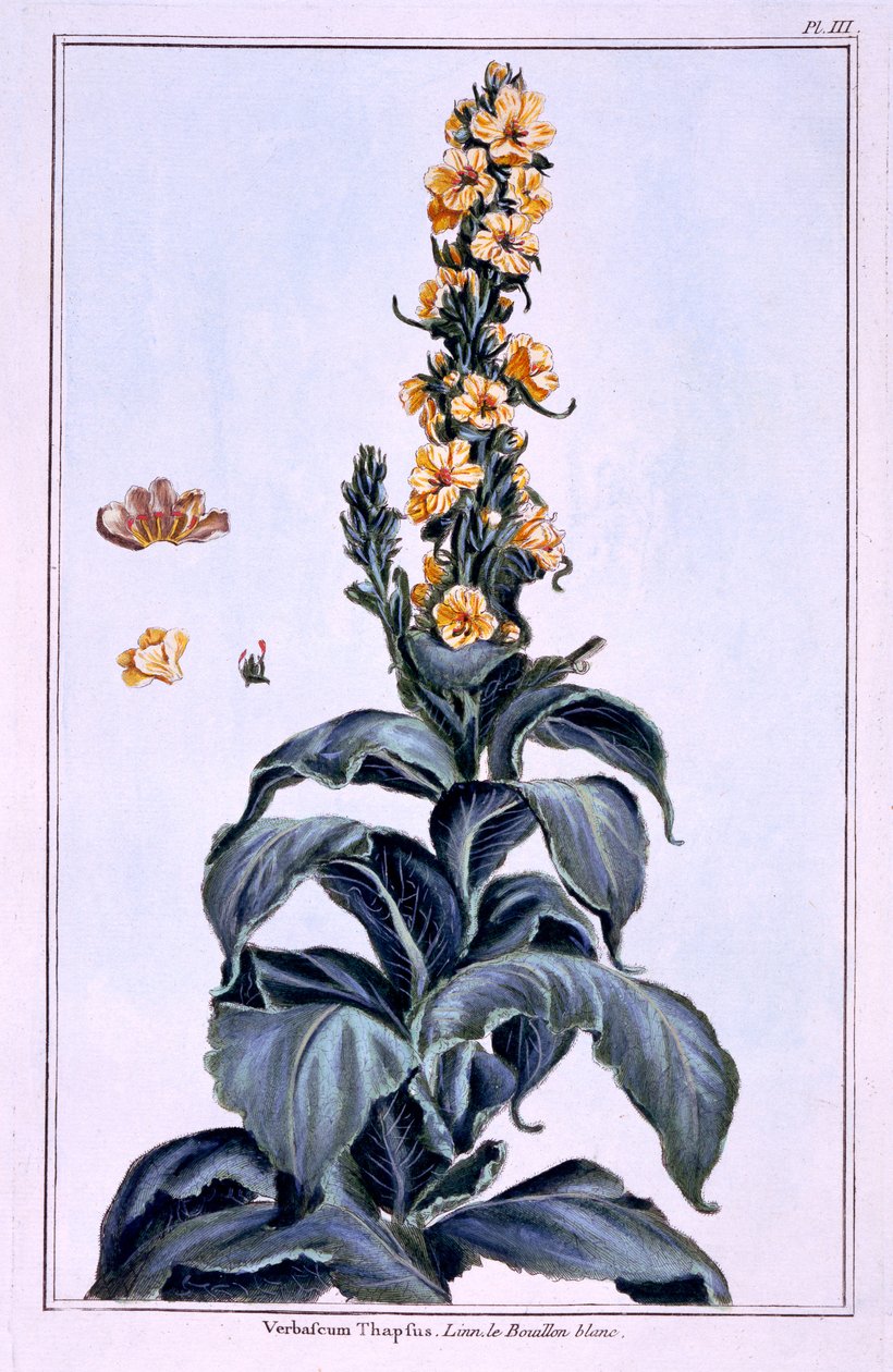 Großes Wollkraut von Pierre Joseph Buchoz