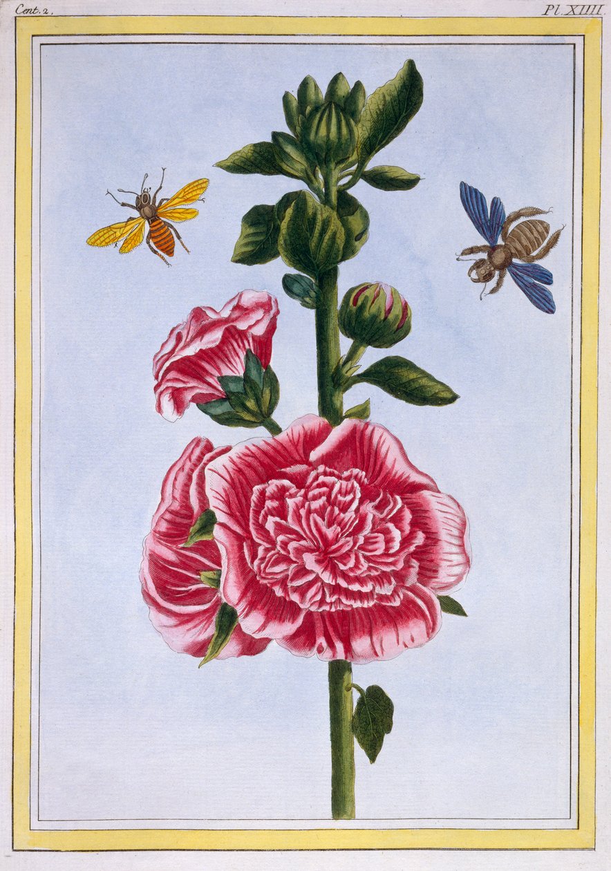 Passerose (Stockrose), ca. 1776 von Pierre Joseph Buchoz